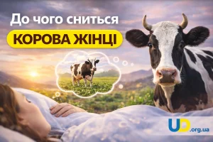 До чого сниться корова жінці: повне психологічне тлумачення, народні прикмети та що це означає насправді