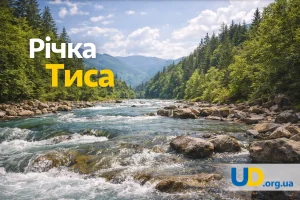 Річка Тиса: найбільша притока Дунаю в Україні, її роль та привабливість у 2026 році